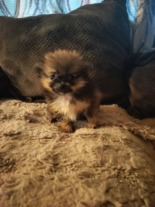 Photo 2 of Pumpkin/PENDING