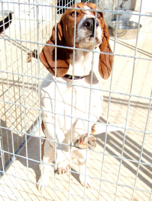 Dog for Adoption Bobby, a Basset Hound in Corning, AR Alpha Paw