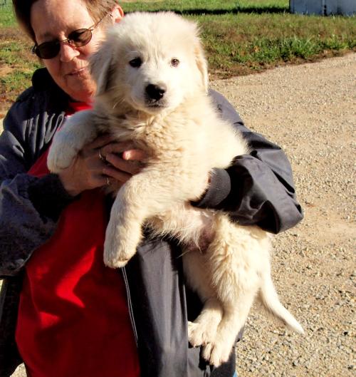 Dog for Adoption Ike, a Great Pyrenees in Corning, AR Alpha Paw