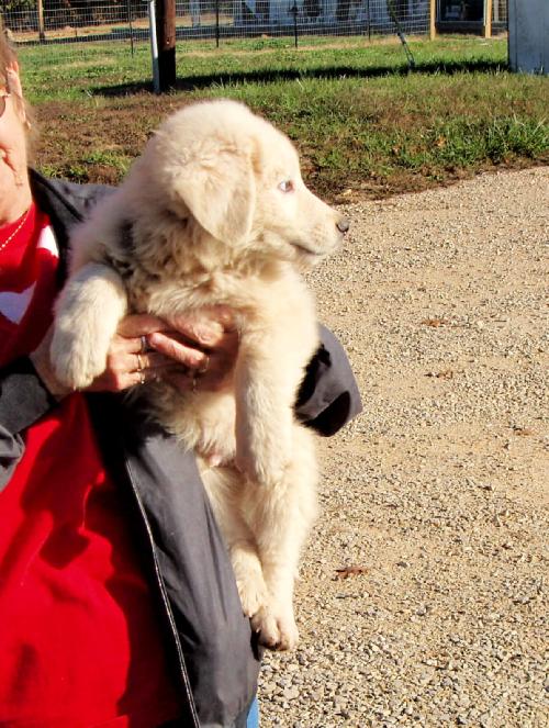 Dog for Adoption Ike, a Great Pyrenees in Corning, AR Alpha Paw