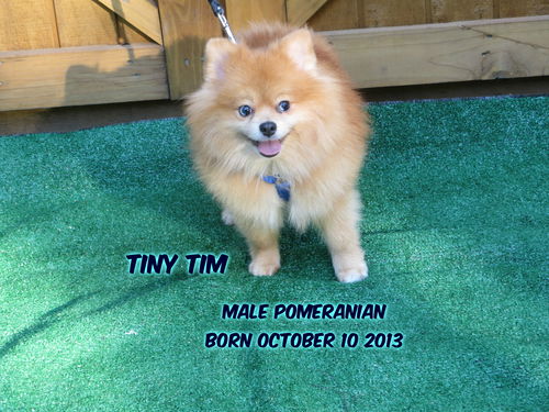 Tiny Tim