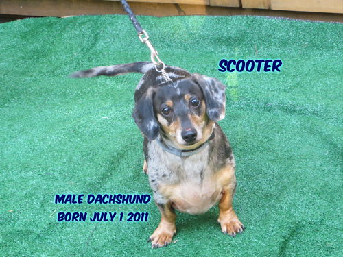 Scooter