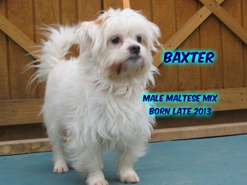 Baxter