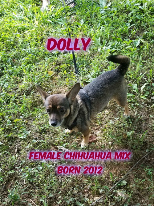 Dolly