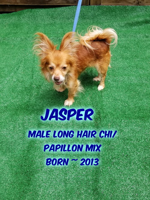 Jasper