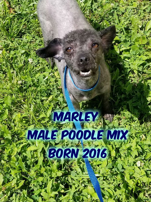 Marley