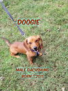 Doogie