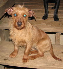 Shamus
