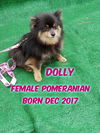 Dolly