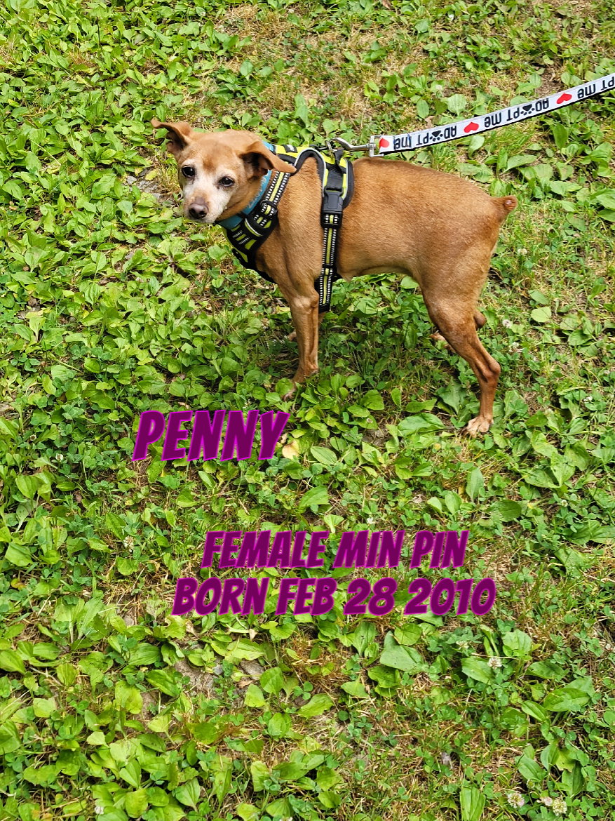 Penny s Web Page penny-s-web-page
