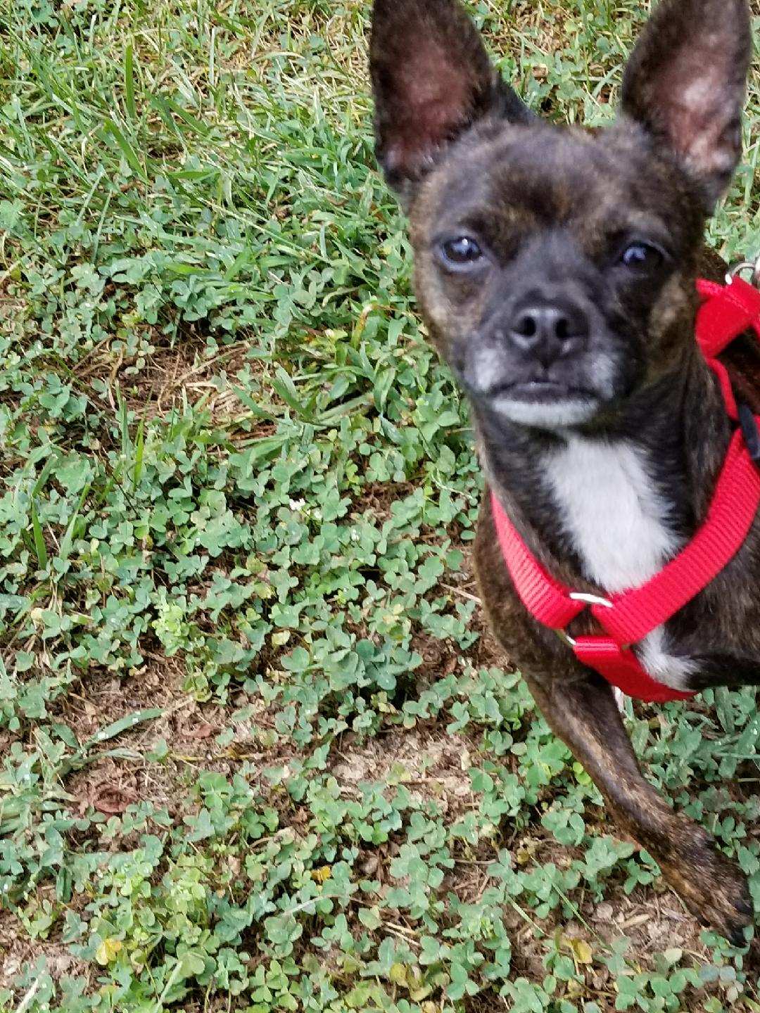 Boston terrier chihuahua mix sales brindle