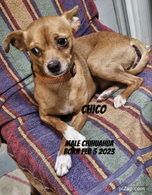 Chico