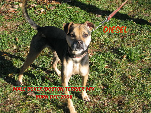 Diesel