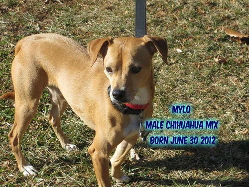 Mylo