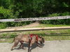 Herman - Photo 4