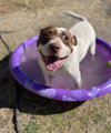Meatball - Photo 3