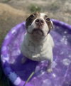 Meatball - Photo 4