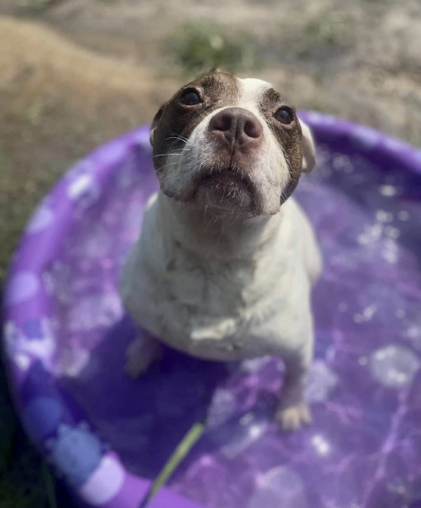 Meatball