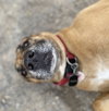 Kallie - Photo 2