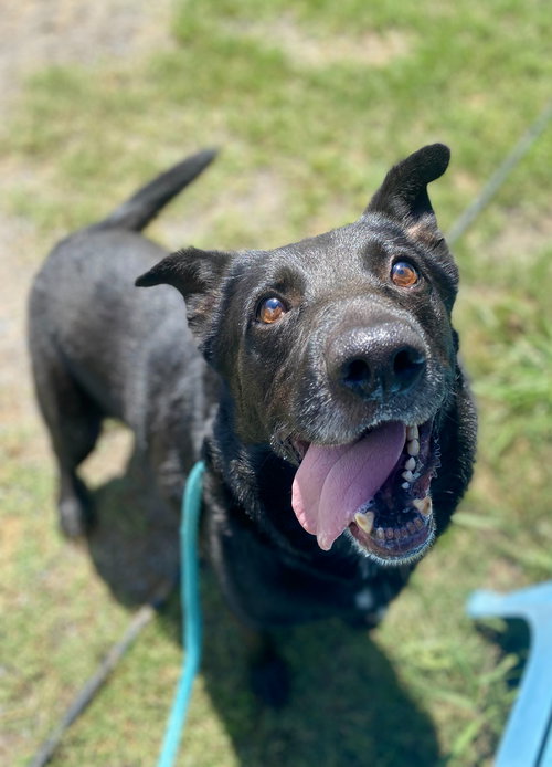 ROCKY - German Shepherd Dog available for adoption