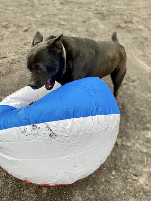 Tyson — thumbnail 9
