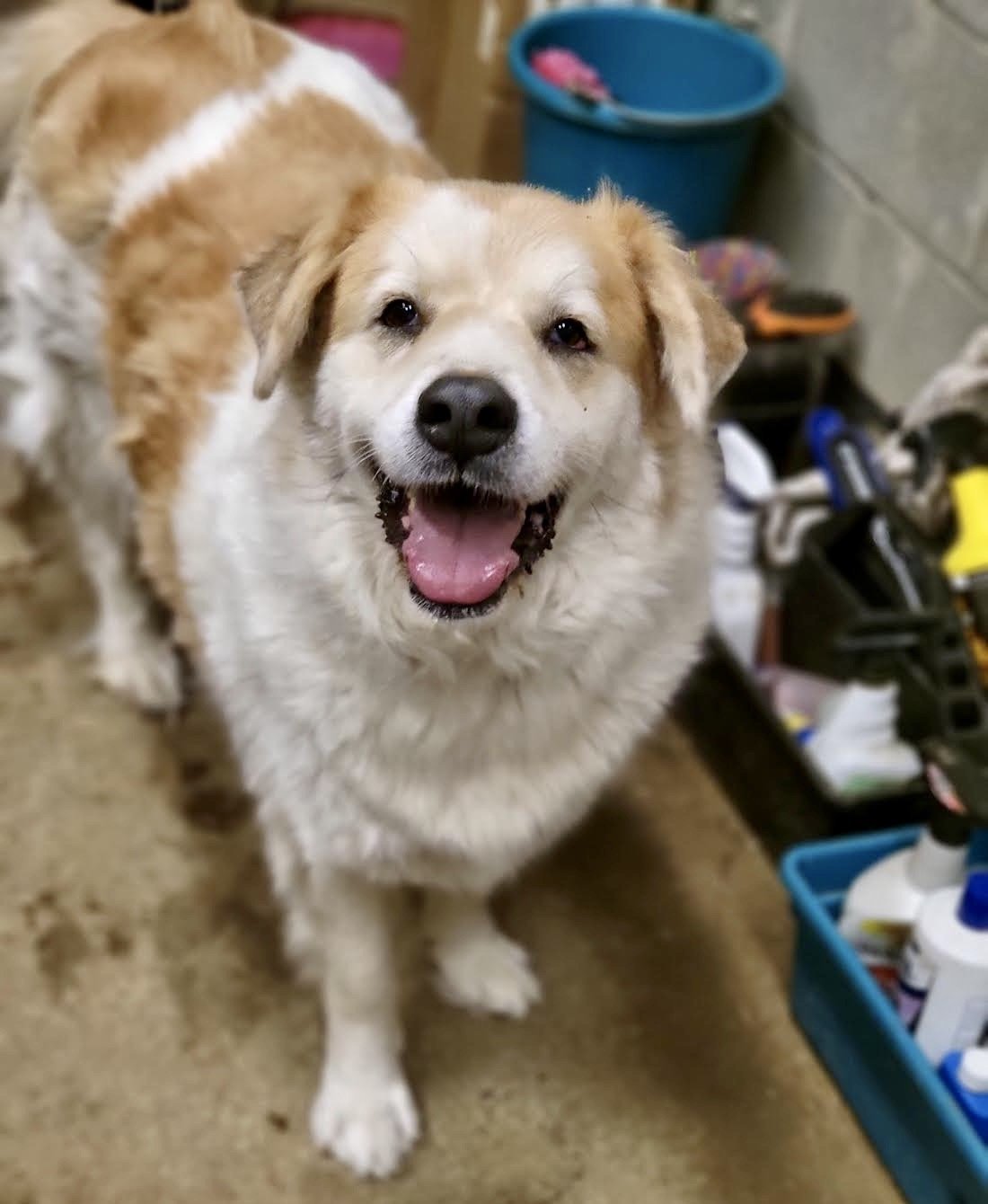 adoptable Dog in Georgetown, TN named Fluffy & Poe