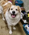 adoptable Dog in  named Fluffy & Poe