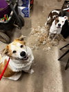 Poe & Fluffy - Photo 3