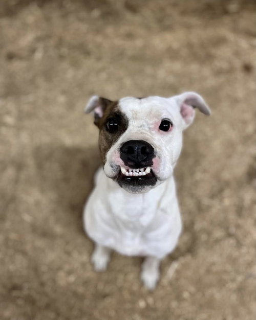 POE & FLUFFY - Boxer / Staffordshire Bull Terrier available for adoption