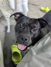 adoptable Dog in , TN named Petey
