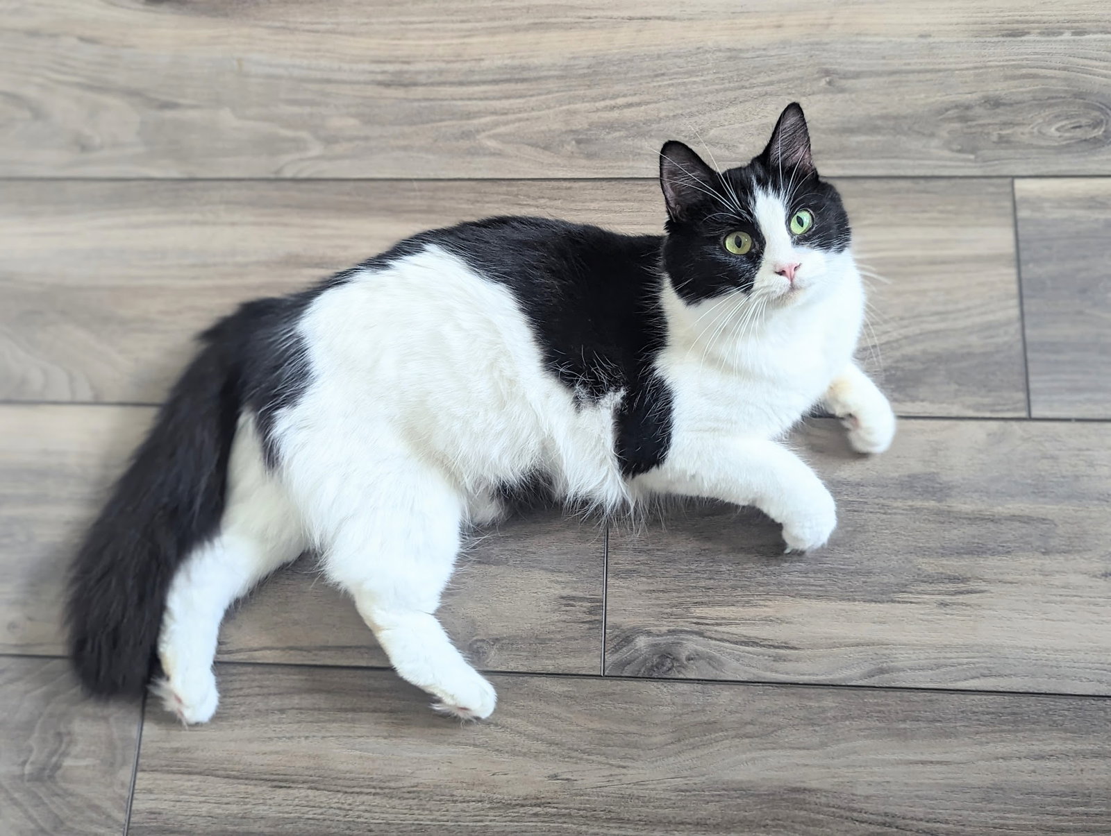 Cat adoption in Knoxville, TN 37919 ExtraToes Cat (Hemingway Polydactyl) / Maine Coon / Mixed