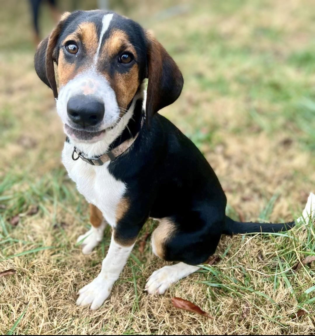 Dog for Adoption - Arlo, a Bernese Mountain Dog in Robbinsville, NC ...