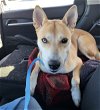 adoptable Dog in  named Lexi - URGENT FOSTER OR REHOME NEEDED