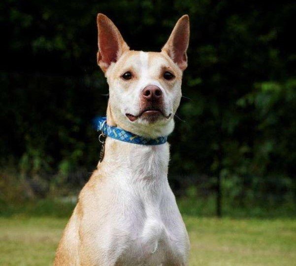 adoptable Dog in Knoxville, TN named Gunnar