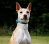 adoptable Dog in knoxville, TN named Gunnar