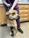 adoptable Dog in , TN named Sergie