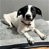adoptable Dog in knoxville, TN named Sissy - EMERGENCY FOSTER NEEDED!