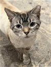 adoptable Cat in knoxville, TN named Simon & Blossom