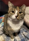 adoptable Cat in knoxville, TN named Blossom & Simon