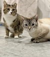 adoptable Cat in , TN named Blossom & Simon