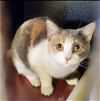 adoptable Cat in , TN named Rue - UP & COMING