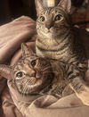 adoptable Cat in  named Howl & Princess Mononoke
