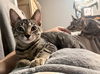 adoptable Cat in Knoxville, TN named Howl & Princess Mononoke