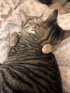 adoptable Cat in Knoxville, TN named Princess Mononoke & Howl