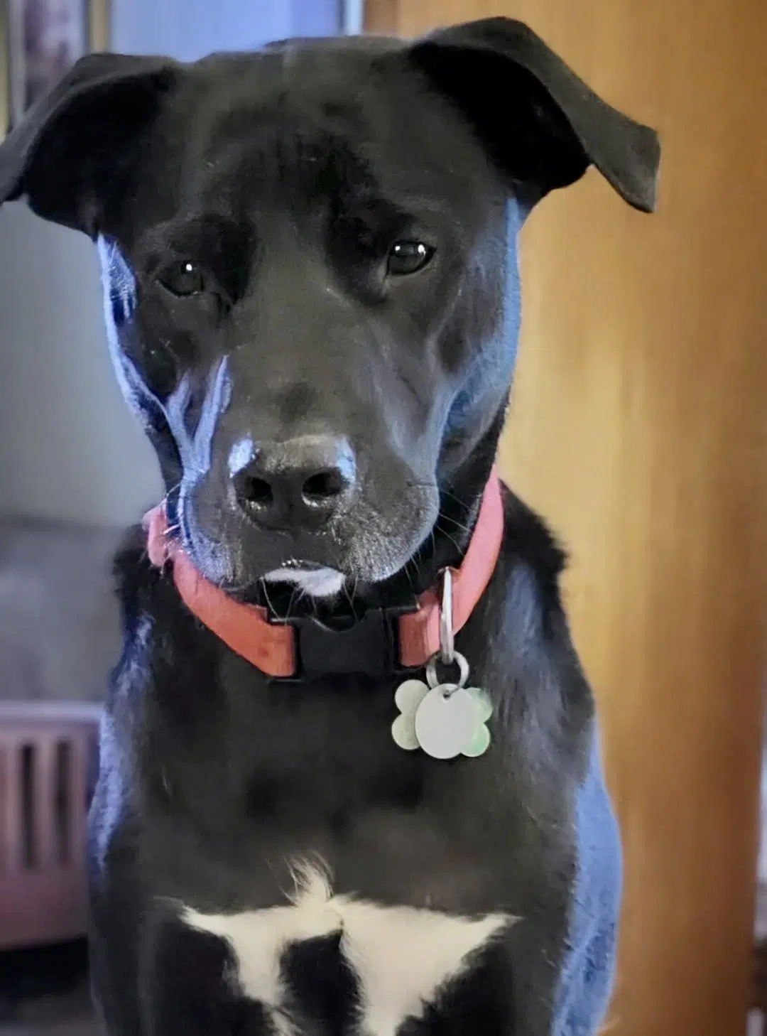 Bruce image 3