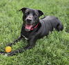 adoptable Dog in Knoxville, TN named Bruce