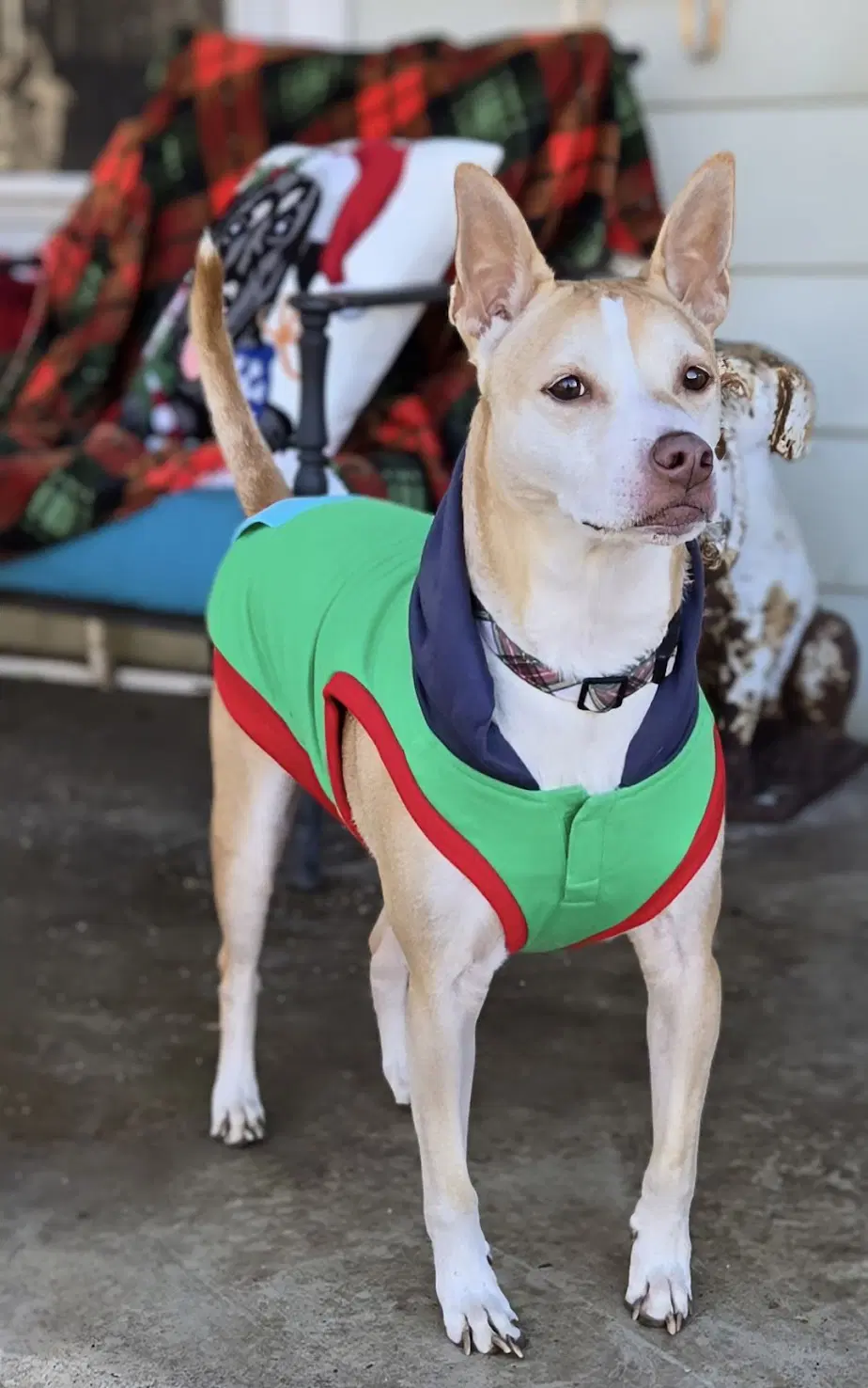 Gunnar - Terrier