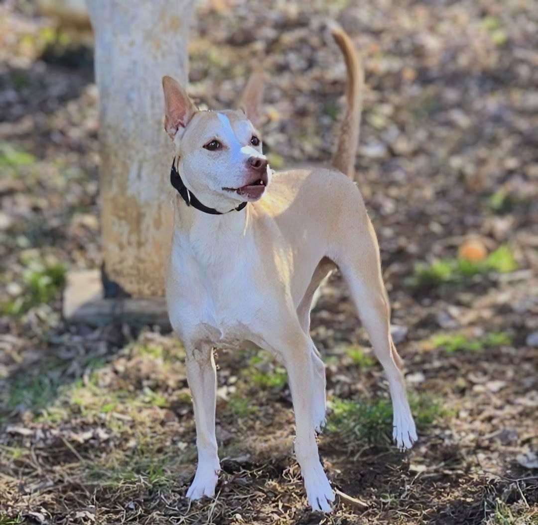 adoptable Dog in Knoxville, TN named Gunnar