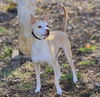 adoptable Dog in , TN named Gunnar