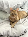 adoptable Cat in , TN named Millie - URGENT PLEA FOR A SAFE HAVEN!!!